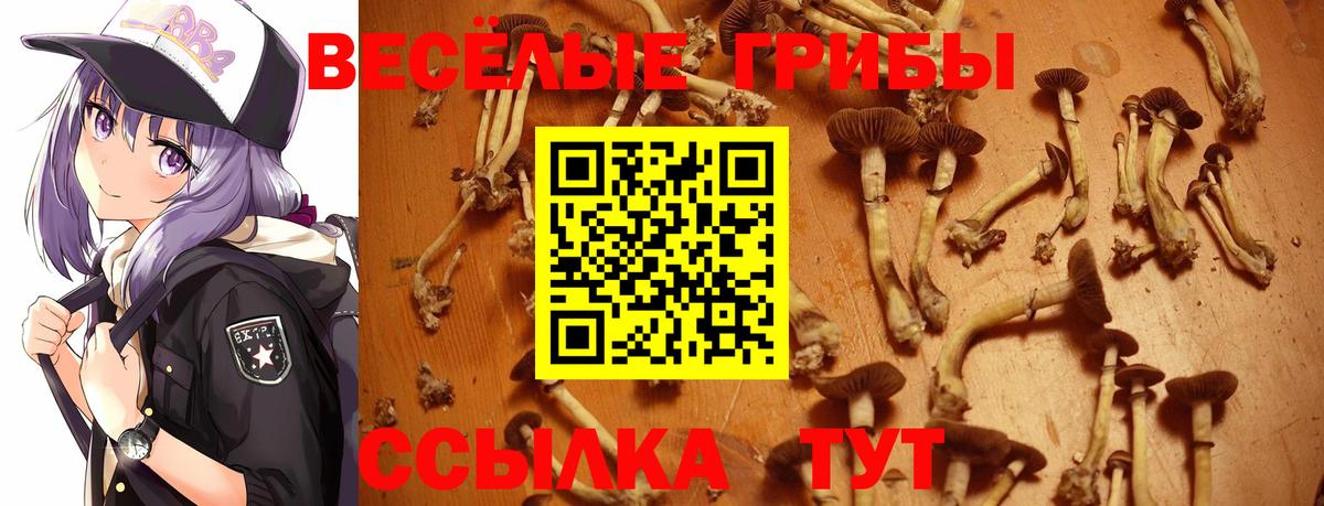 Лосино-Петровский  Псилоцибиновые грибы Psilocybe  Вход с VPN 